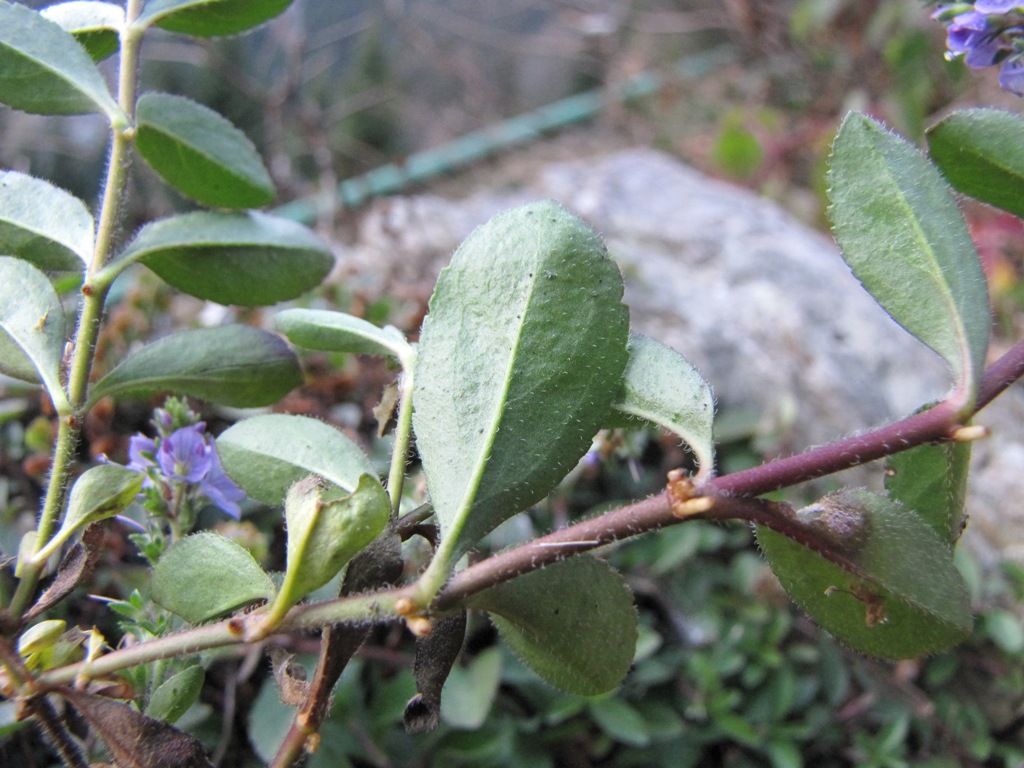 Veronica officinalis